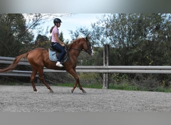 Otras razas, Caballo castrado, 5 años, 158 cm, Alazán
