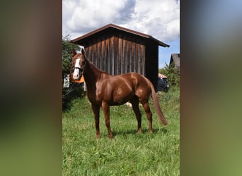 Otras razas, Caballo castrado, 5 años, 158 cm, Alazán