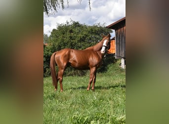 Otras razas, Caballo castrado, 5 años, 158 cm, Alazán