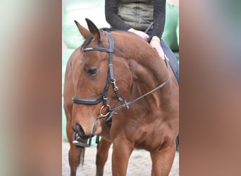 Otras razas, Caballo castrado, 5 años, 158 cm, Castaño
