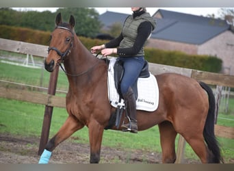 Otras razas, Caballo castrado, 5 años, 158 cm, Castaño