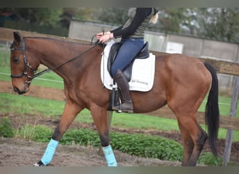 Otras razas, Caballo castrado, 5 años, 158 cm, Castaño