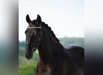 Otras razas, Caballo castrado, 5 años, 160 cm, Negro