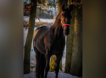 Otras razas, Caballo castrado, 5 años, 160 cm, Negro