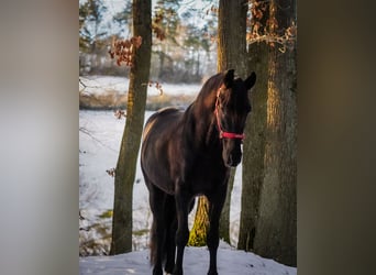 Otras razas, Caballo castrado, 5 años, 160 cm, Negro