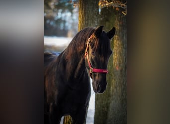 Otras razas, Caballo castrado, 5 años, 160 cm, Negro