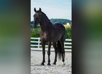 Otras razas, Caballo castrado, 5 años, 160 cm, Negro