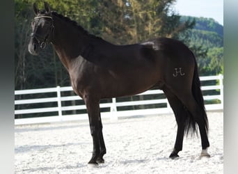 Otras razas, Caballo castrado, 5 años, 160 cm, Negro