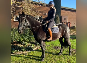 Otras razas, Caballo castrado, 5 años, 160 cm, Negro