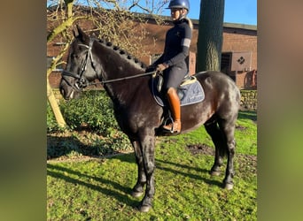 Otras razas, Caballo castrado, 5 años, 160 cm, Negro