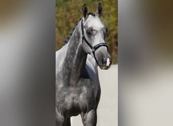 Otras razas, Caballo castrado, 5 años, 160 cm, Tordillo negro