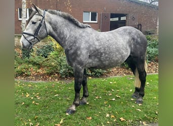 Otras razas, Caballo castrado, 5 años, 160 cm, Tordo