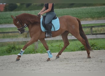 Otras razas, Caballo castrado, 5 años, 162 cm, Alazán