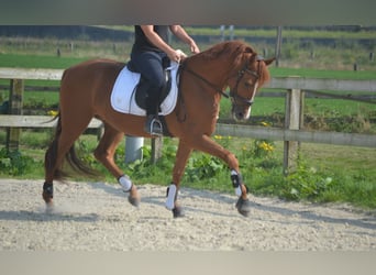 Otras razas, Caballo castrado, 5 años, 162 cm, Alazán