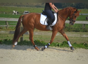 Otras razas, Caballo castrado, 5 años, 162 cm, Alazán