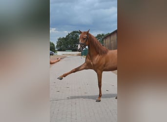 Otras razas, Caballo castrado, 5 años, 162 cm, Alazán