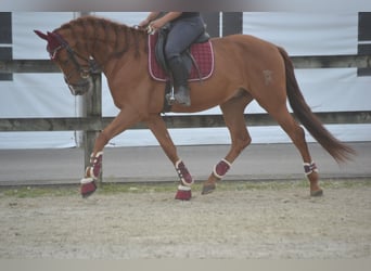 Otras razas, Caballo castrado, 5 años, 162 cm, Alazán