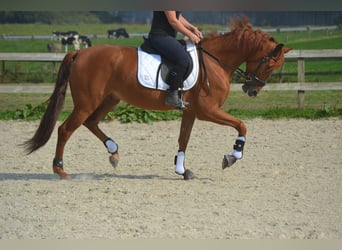 Otras razas, Caballo castrado, 5 años, 162 cm, Alazán