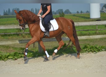 Otras razas, Caballo castrado, 5 años, 162 cm, Alazán