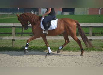 Otras razas, Caballo castrado, 5 años, 162 cm, Alazán