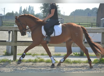 Otras razas, Caballo castrado, 5 años, 162 cm, Alazán