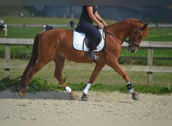 Otras razas, Caballo castrado, 5 años, 162 cm, Alazán