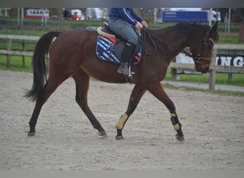 Otras razas, Caballo castrado, 5 años, 162 cm, Castaño