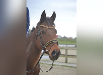 Otras razas, Caballo castrado, 5 años, 162 cm, Castaño