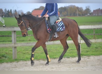 Otras razas, Caballo castrado, 5 años, 162 cm, Castaño