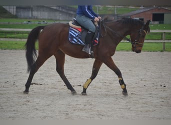 Otras razas, Caballo castrado, 5 años, 162 cm, Castaño