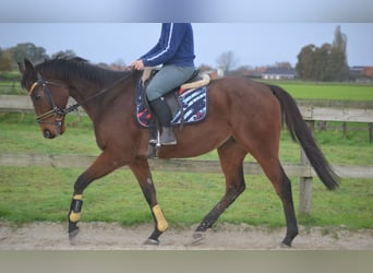 Otras razas, Caballo castrado, 5 años, 162 cm, Castaño