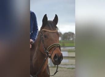 Otras razas, Caballo castrado, 5 años, 162 cm, Castaño