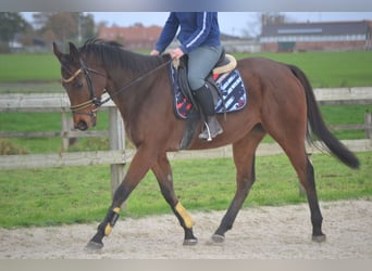 Otras razas, Caballo castrado, 5 años, 162 cm, Castaño