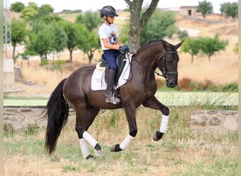 Otras razas, Caballo castrado, 5 años, 163 cm, Negro
