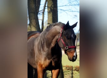 Otras razas, Caballo castrado, 5 años, 164 cm, Castaño