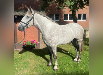 Otras razas, Caballo castrado, 5 años, 164 cm, Tordo