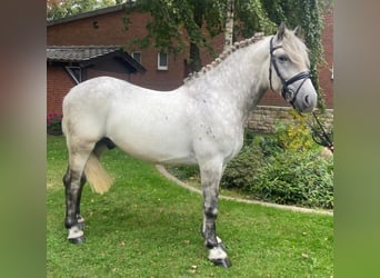 Otras razas, Caballo castrado, 5 años, 164 cm, Tordo