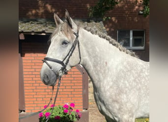 Otras razas, Caballo castrado, 5 años, 164 cm, Tordo