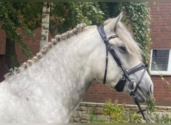 Otras razas, Caballo castrado, 5 años, 164 cm, Tordo