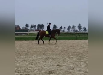 Otras razas, Caballo castrado, 5 años, 165 cm, Castaño