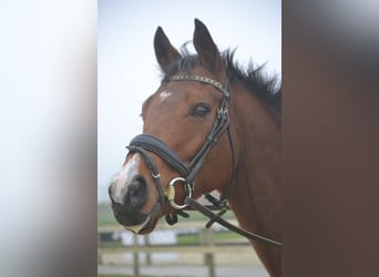 Otras razas, Caballo castrado, 5 años, 165 cm, Castaño