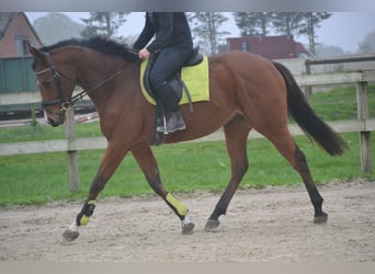 Otras razas, Caballo castrado, 5 años, 165 cm, Castaño