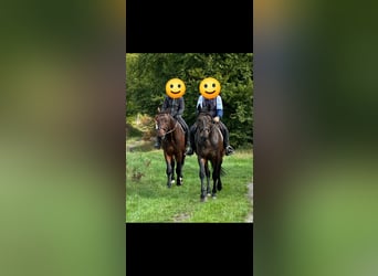 Otras razas, Caballo castrado, 5 años, 165 cm, Morcillo