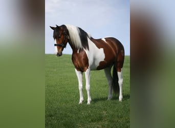 Otras razas, Caballo castrado, 5 años, 165 cm, Pío