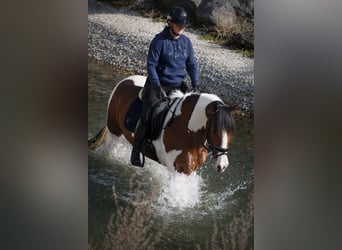 Otras razas, Caballo castrado, 5 años, 165 cm, Pío