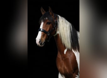 Otras razas, Caballo castrado, 5 años, 165 cm, Pío