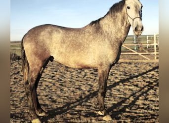 Otras razas Mestizo, Caballo castrado, 5 años, 165 cm, Tordo