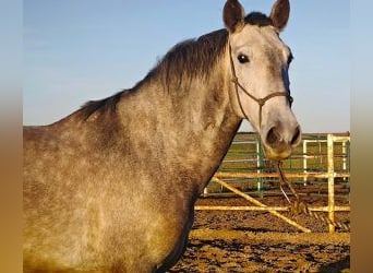 Otras razas Mestizo, Caballo castrado, 5 años, 165 cm, Tordo