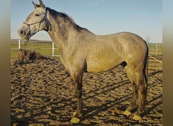 Otras razas Mestizo, Caballo castrado, 5 años, 165 cm, Tordo