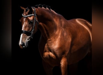 Otras razas, Caballo castrado, 5 años, 168 cm, Castaño